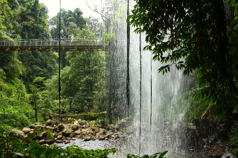 Dorrigo NP – parádní deštný prales