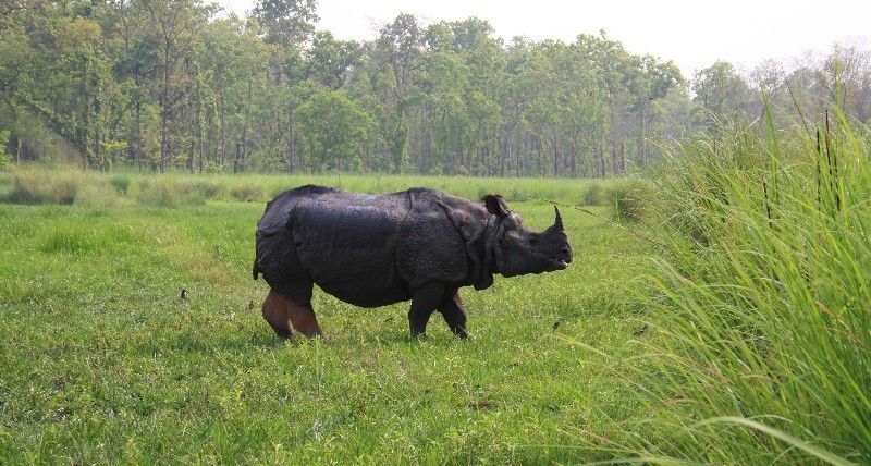 Za nosorožcem do Chitwan národního parku