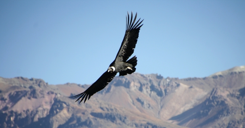 Colca caňon – hurá za kondorem!